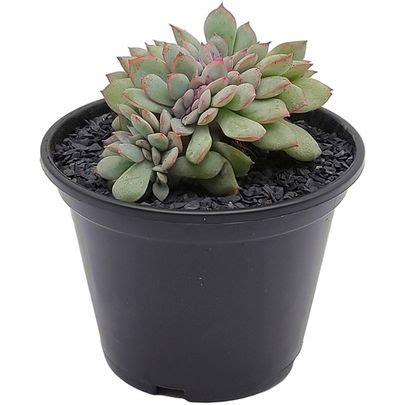 Купить суккуленты 🌵 - большой выбор живых растений для вашего дома и офиса