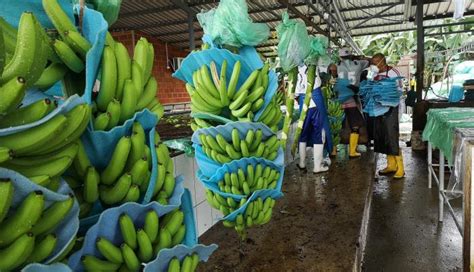 Bananeros están a la espera de participar en el diálogo sobre control