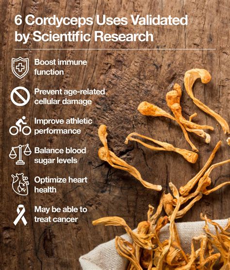 This Report Explains The Clinical Benefits Of Cordyceps Supplement - RYZE Superfoods