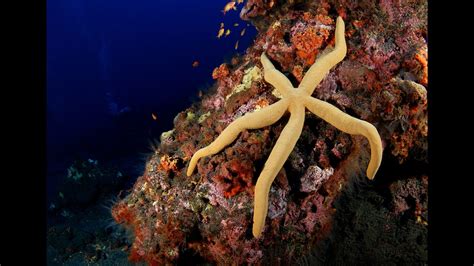 Sea Star | National Geographic Kids