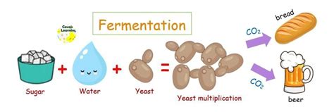 The Invisible Living World Beyond Our Naked Eye Short And Long Answer Questions Text