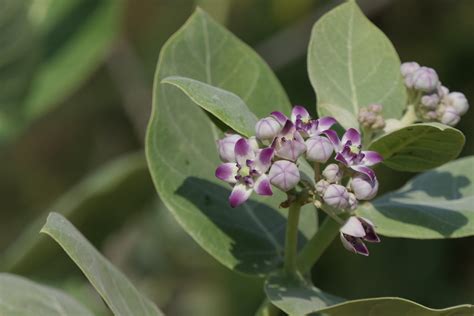 Calotropis Procera Aiton W T Aiton Dinesh Valke Flickr