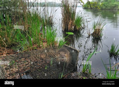 Rat Caught Trap Trapped Fotos Und Bildmaterial In Hoher Auflösung Alamy