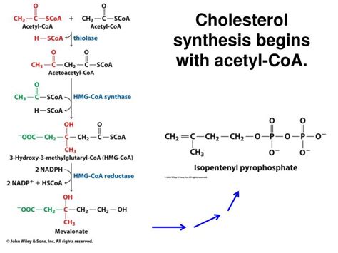 PPT - Lecture Notes for Chapter 17 Lipid Metabolism PowerPoint ...