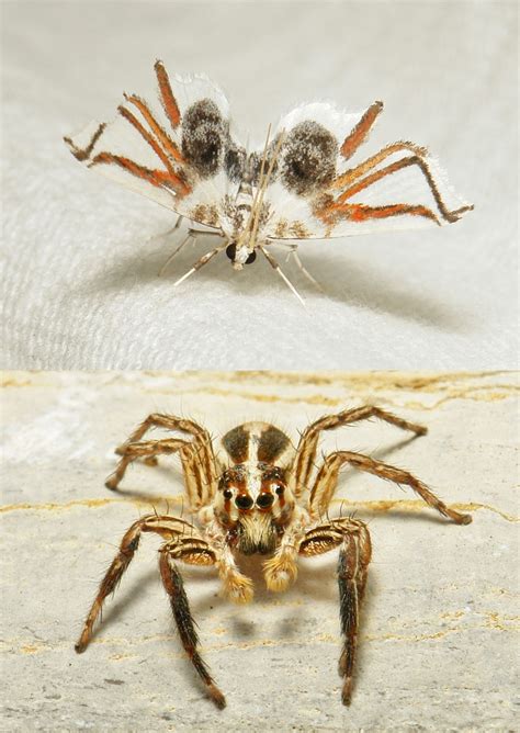 inspirational sinobug spider moth musotiminae crambidae