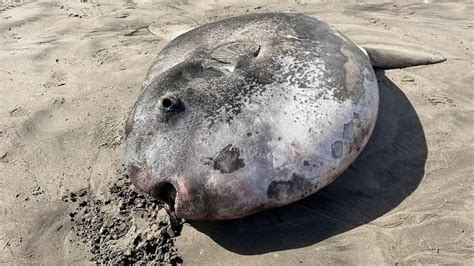 Raridade Peixe lua de 2 10 metros chega à costa do Oregon