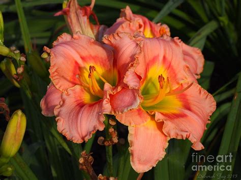 Peach Colored Lilies Photograph by Deborah Fay Baker - Fine Art America