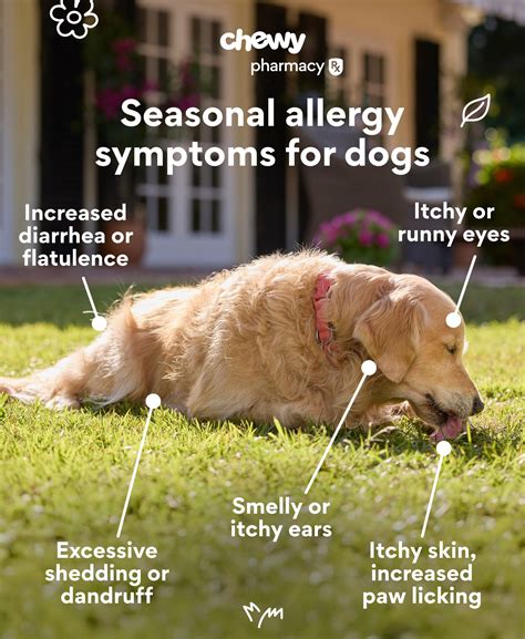 Allergy Meds for Dogs: What Can I Give My Dog for Allergies? | Chewy