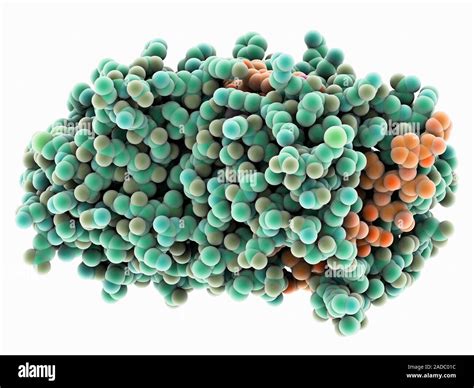 Human thyroxine-binding globulin molecule. Computer model showing the ...