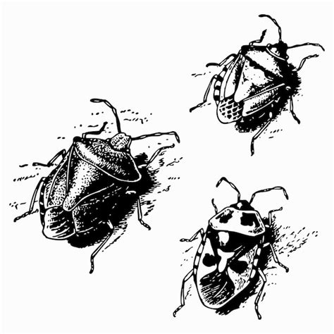 Premium Vector Shield Bug