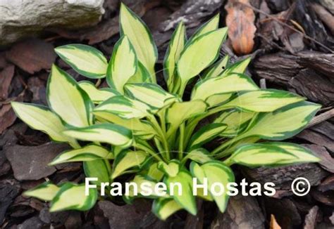 Hosta Teeny Weeny Bikini Fransen Hostas