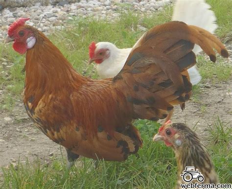 Гамбургские куры в нашем каталоге