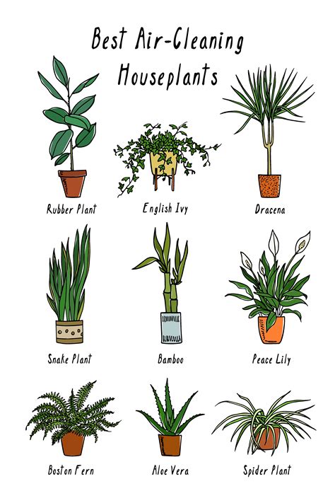 Best Indoor Plants To Clean Air Decor Art