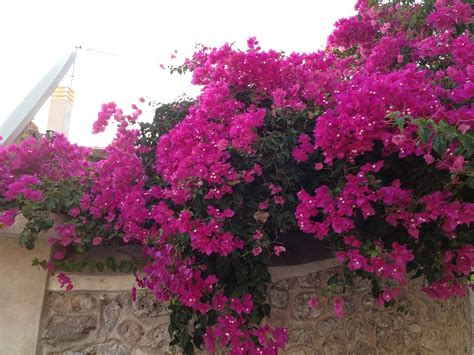 Бугенвиллия древовидная - 64 фото