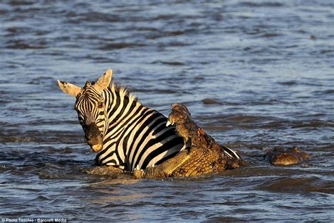 Nile Crocodiles attack and eat a migrating zebra as it crosses river in