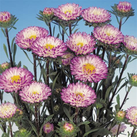 Астра китайская кустовая (75 фото)