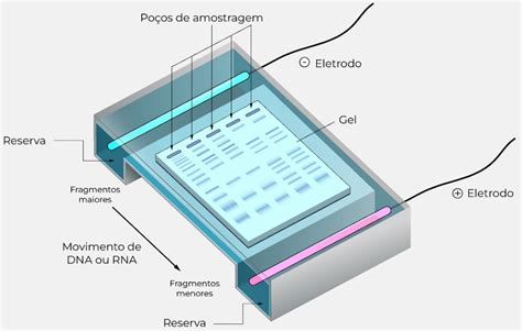 Você Sabia O que é a Eletroforese e qual sua utilidade Sinergia