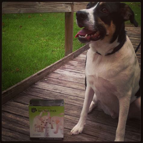 John Paul Pet Tea Tree Pack Review Angies Angel Help Network