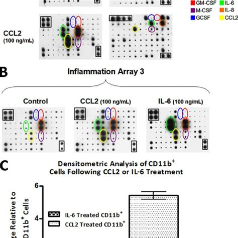 (PDF) CCL2 and Interleukin-6 Promote Survival of Human CD11b ...