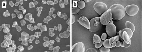 Scanning Electron Microscopy Of Rice A At 2000x And Wheat B At