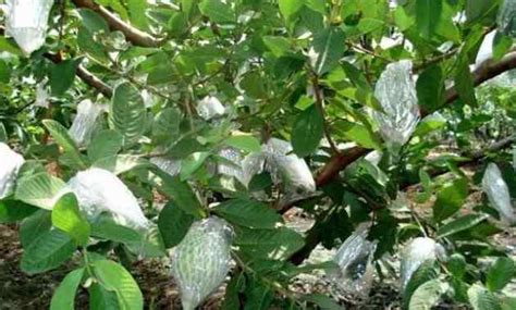Klasifikasi Dan Morfologi Tanaman Jambu Kristal Ilmu Pertanian