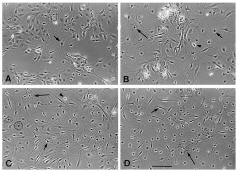 Primary Cultures Of Epidermal Cell Suspensions Derived From Dorsal Skin