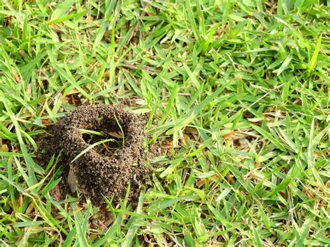 How To Get Rid Of Funnel Ants In Lawn Pest Ex Treatments