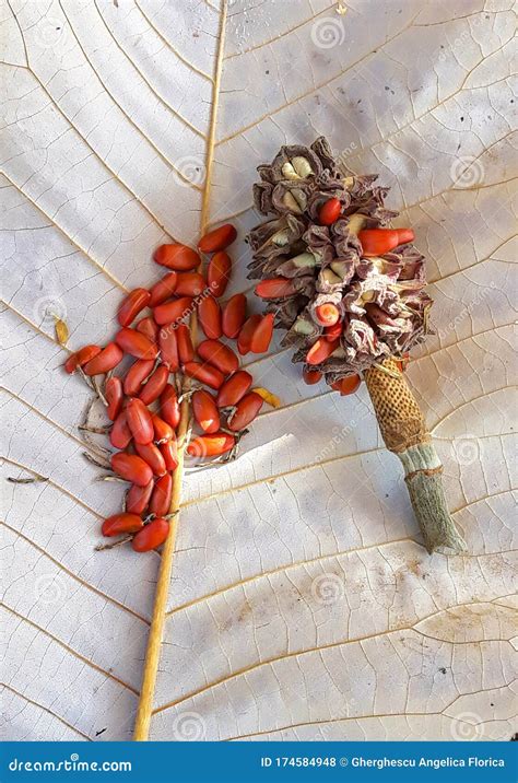 Magnolia Grandiflora Seeds at Botanical Garden. Stock Photo - Image of ...