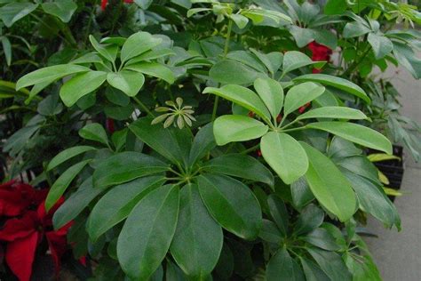 Шеффлера (50 фото) - виды, посадка и уход в домашних условиях