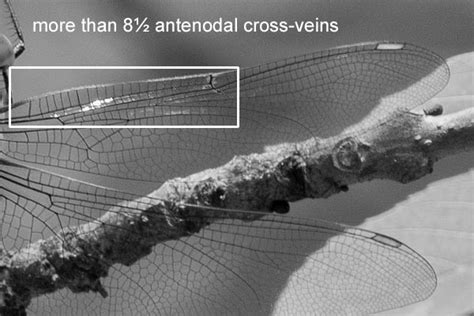 Visual Key Dragonfly Ax Veins Odo Nutters