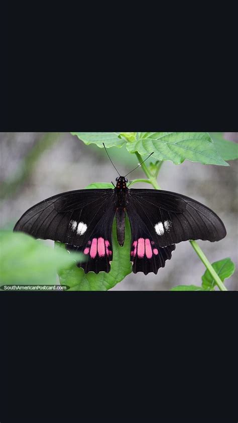 Borboleta Preta E Rosa Significado - borboleta preta e rosa | Vlinders, Mot