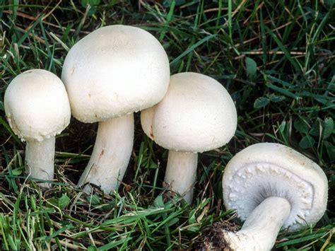 Шампиньон полевой (Agaricus arvensis) фото и описание