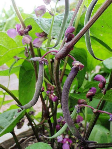 Pretty Purple Podded Bush Beans Garden Betty