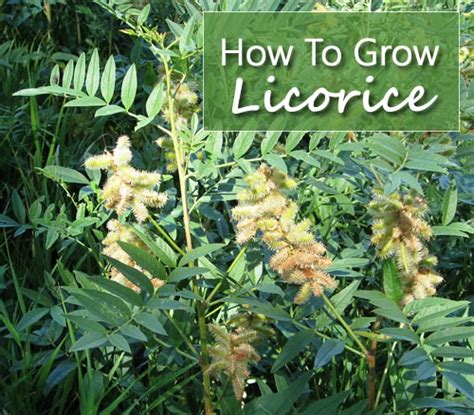 How To Grow Licorice