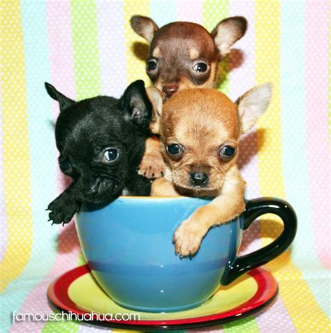 what is a teacup chihuahua? is this even a legitimate term? get the ...