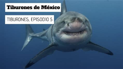 MÁs De 100 Especies De Tiburones Viven En Aguas Mexicanas Serie Tiburones Episodio 5 Youtube