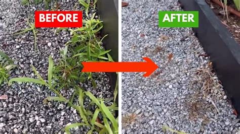 Is Your Murrieta Patch Killing Your Plants? (Find Out Now!) - r6idmo2
