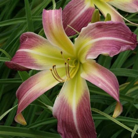 Лилейники купить в Москве в интернет-магазине