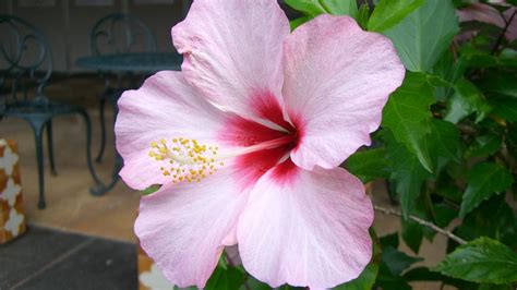 Обои гибискус, цветение, розовый, листья, ветка картинки на рабочий ...