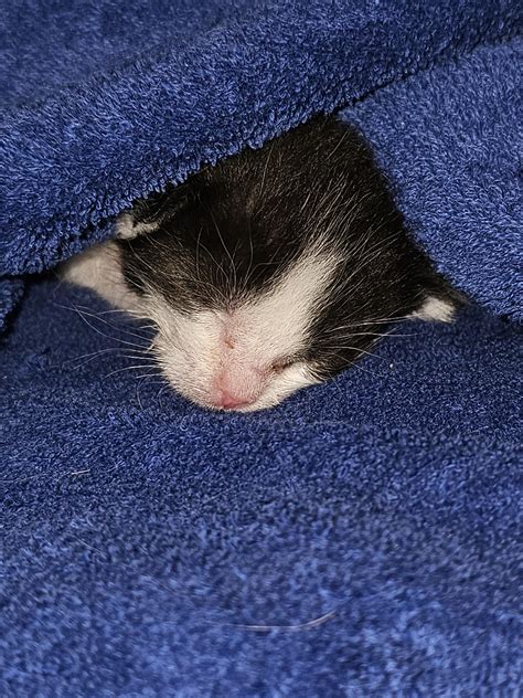 Extremely Sleepy Kittens