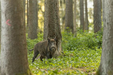 Un foyer de peste porcine africaine détecté en Allemagne à proximité de