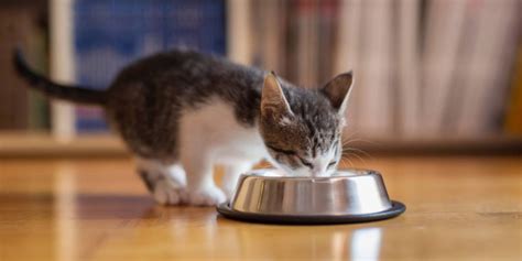 How To Nurse a Starving Cat in 6 Simple Steps - Cats.com