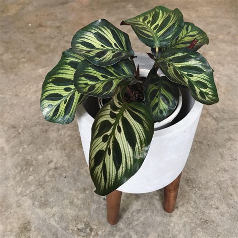 Калатея макоя - фото и картинки: 65 штук