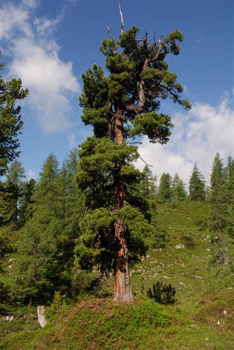 Juniperus occidentalis western juniper description – Artofit