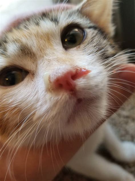 I got my kitten spayed and vaccinated at the same time a week ago. Shes