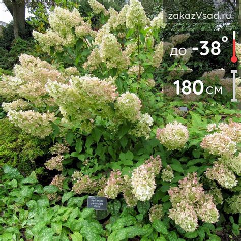 Гортензия Долли метельчатая купить в питомнике с доставкой