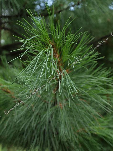 Сосна кедровая сибирская - Сосна - Хвойные растения - Декоративные ...