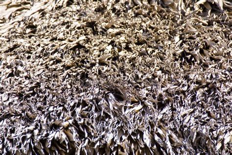 Detail of a grass roof stock photo. Image of tropical - 179283790