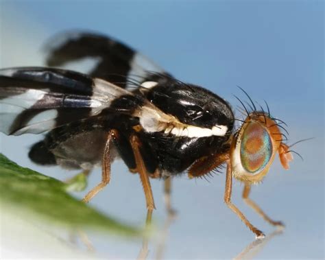 Apple Maggot Facts Diet Habitat And Pictures On Animaliabio