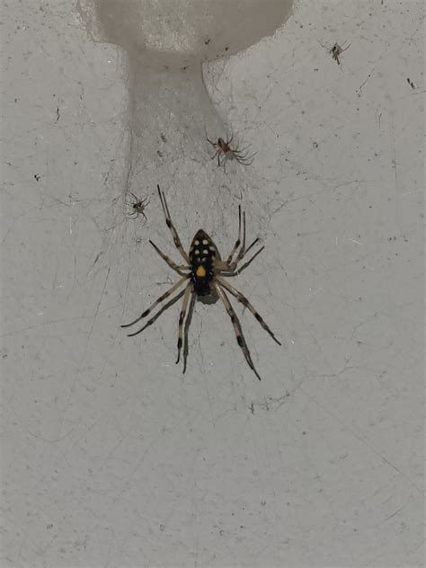 African Hermit Spider From Centro Vassouras RJ 27700 000 Brasil On